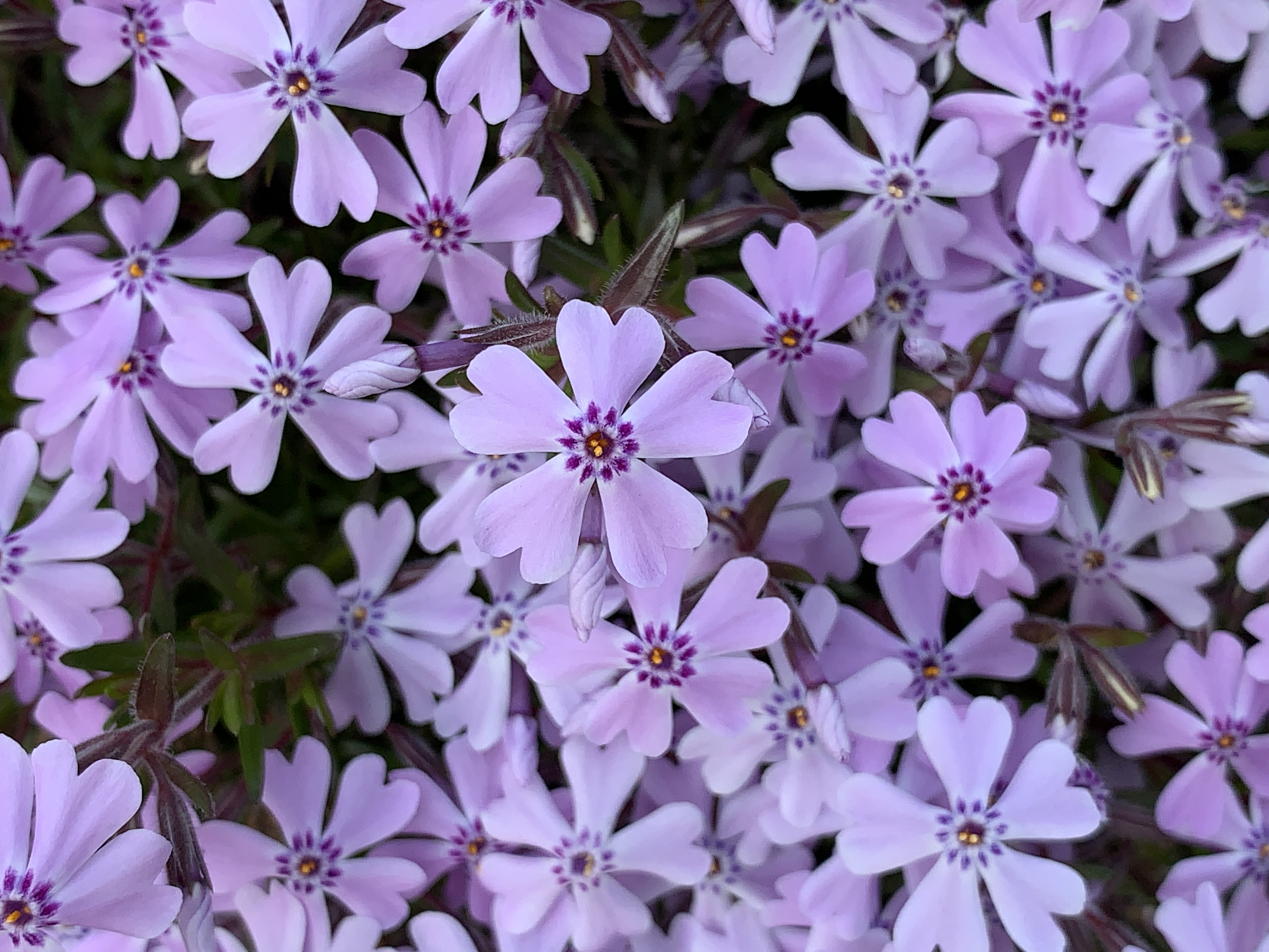 Phlox ‘Sambo’